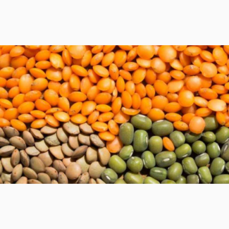 Насіння посівне сочевиці Максим (червона), Лінза (зелена), Дніпропетровська обл.