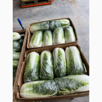 Продам Пекінську капусту, Чернівецька обл.