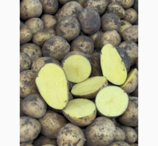 Картопля сорт Гала на посадку, 2 репродукція, Волинська обл.