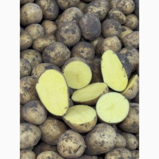 Картопля сорт Гала на посадку, 2 репродукція, Волинська обл.