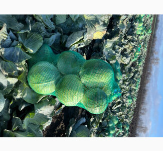 Продам капусту, Полтавська обл.