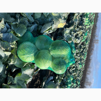 Продам капусту, Полтавська обл.