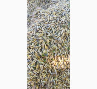 Продам овес, Вінницька обл.