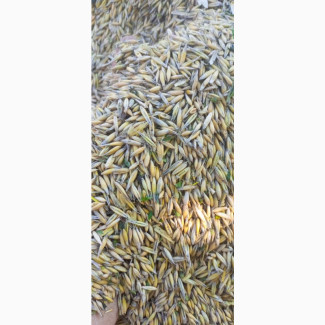 Продам овес, Вінницька обл.
