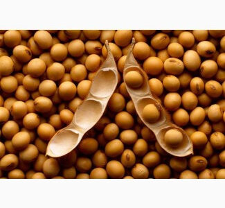 Продам сою, Тернопільська обл.