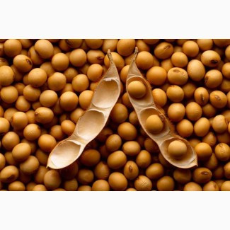 Продам сою, Тернопільська обл.