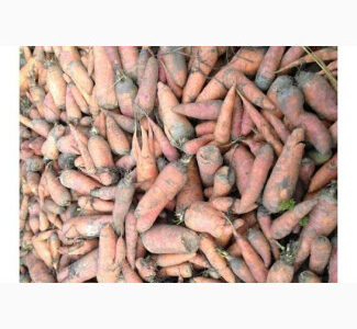 Морква 2-го сорту гуртом (для соцпрограм і переробки), Житомирська обл.