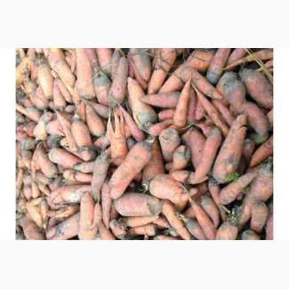 Морква 2-го сорту гуртом (для соцпрограм і переробки), Житомирська обл.