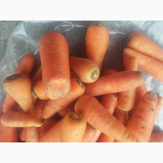 Морква друга категорія гуртом • Сітка 20 кг. Опт від 10 тонн, Київська обл.