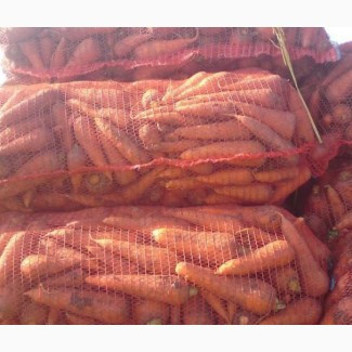 Морква 2 категорії гуртом • Сітка 20 кг • Для великих обсягів від 10 тонн, Дніпропетровська обл.