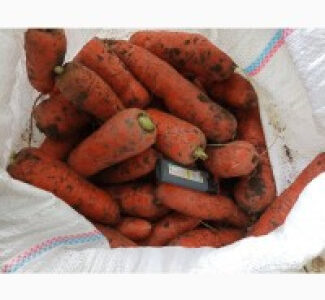 Морква опт друга категорія • Партії від 10 т • Сітка, Волинська обл.