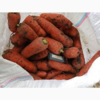 Морква опт друга категорія • Партії від 10 т • Сітка, Волинська обл.
