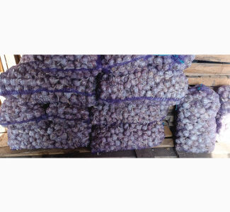 Часник сорт Любаша 2 репродукція, Сумська обл.