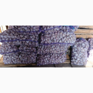 Часник сорт Любаша 2 репродукція, Сумська обл.