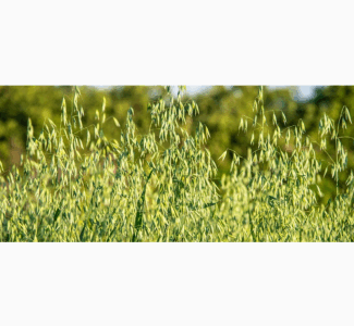 Посівне насіння Овес голозерний та Овес плівчастий Нептун, Світанок, Парламентський, Дніпропетровська обл.