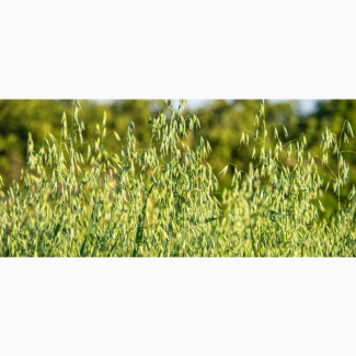 Посівне насіння Овес голозерний та Овес плівчастий Нептун, Світанок, Парламентський, Дніпропетровська обл.