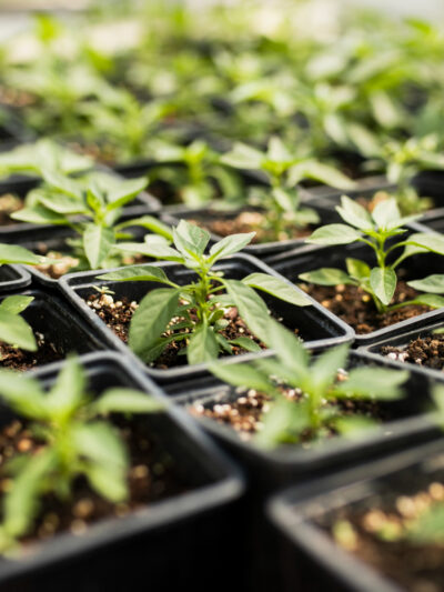 Растениеводство