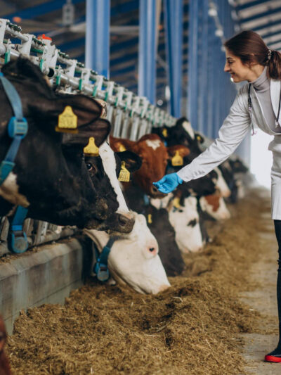 Продукция животноводства