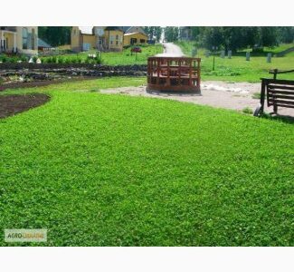 Продам семена однолетних и многолетних трав и сидератов, Волинська обл.