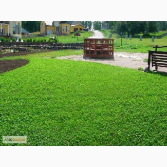 Продам семена однолетних и многолетних трав и сидератов, Волинська обл.