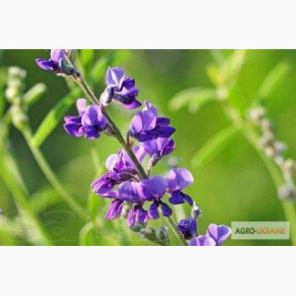 Люцерна оптом, Волинська обл.