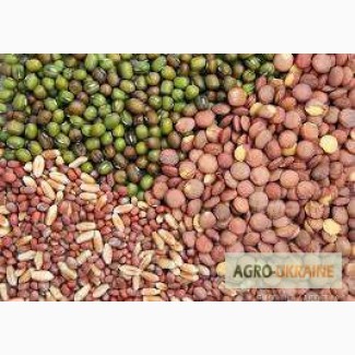 Продам семена овощных культур, Волинська обл.