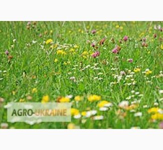 Насіння кормових трав оптом, Волинська обл.