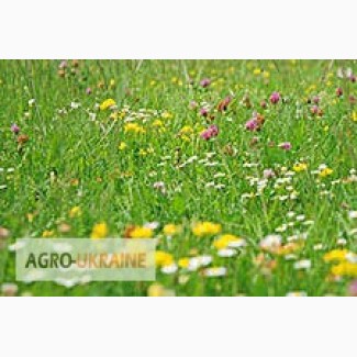 Насіння кормових трав оптом, Волинська обл.