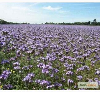 Продам насіння фацелії, Волинська обл.
