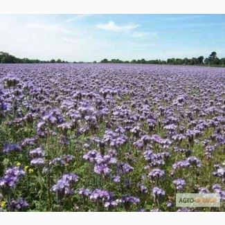 Продам насіння фацелії, Волинська обл.