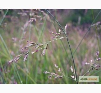 Продам вівсяницю, Волинська обл.