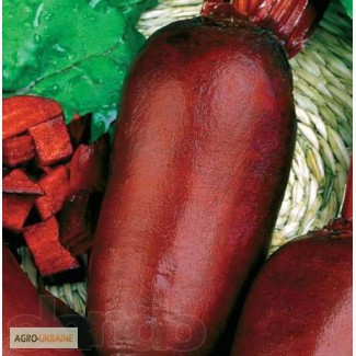 Продам семена столового буряка (Польша), Волинська обл.