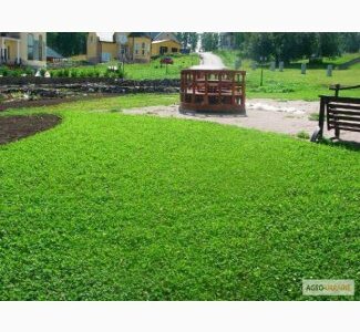 Продам оптом семена ярых, бобовых культур, многолнтних, газанных трав и сидератов, Волинська обл.