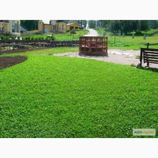 Продам оптом семена ярых, бобовых культур, многолнтних, газанных трав и сидератов, Волинська обл.