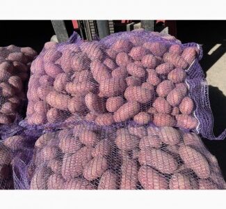 Відкритий продаж картоплі 2025! Поспішай, Київська обл.