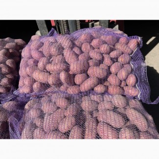 Відкритий продаж картоплі 2025! Поспішай, Київська обл.