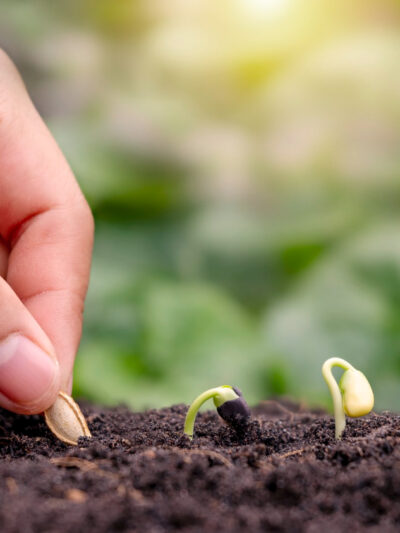 Семена и посадочный материал