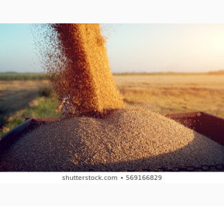 СРОЧНО продам пшеницу фуражную на экспорт от производителей и поставщиков от 100 тонн, Волинська обл.