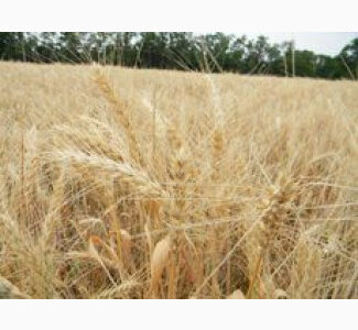 СРОЧНО продам посевной канадский ярый трансгенный сорт твердой пшеницы RAINY, Вінницька обл.