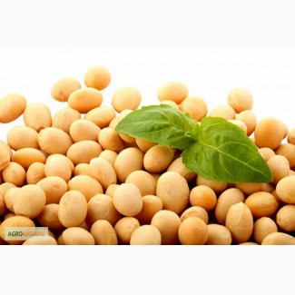 Куплю сою любую, любой обьем, Київ