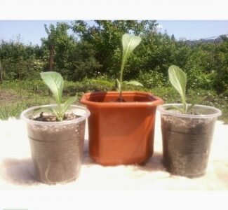 Левзея Сафлоровидная рассада, Харківська обл.