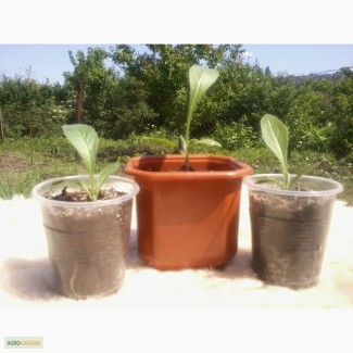 Левзея Сафлоровидная рассада, Харківська обл.