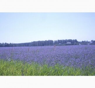 Продам семена Фацелии, многолетних, газонных трав, сидератов, Волинська обл.