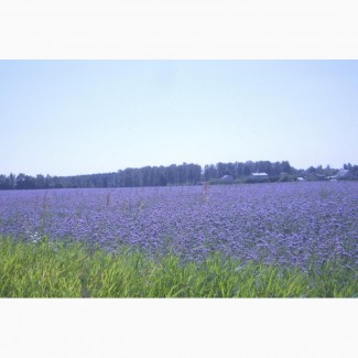 Продам семена Фацелии, многолетних, газонных трав, сидератов, Волинська обл.