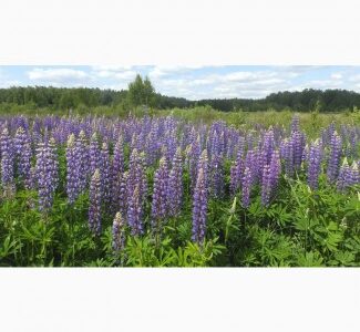 Продам семена Люцерны, многолетних, газонных трав, сидератов, Волинська обл.