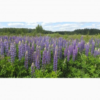 Продам семена Люцерны, многолетних, газонных трав, сидератов, Волинська обл.