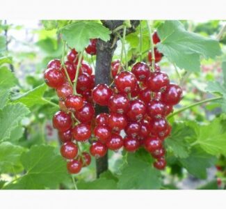 Саженцы красной смородины (порічки), Київська обл.