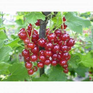 Саженцы красной смородины (порічки), Київська обл.