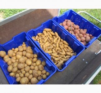 ФГ реалізує насінневу картоплю: Рів'єра, Арізона, Тірас, Белароза, Княгиня та інші, Вінницька обл.