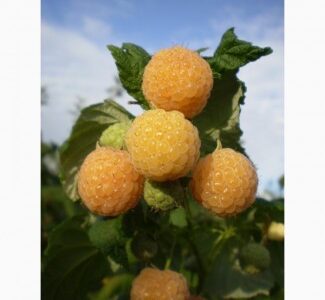 Саджанці ремонтантної жовтої малини Ранкова роса (з шипами), Альпен голд (без шипів), Київська обл.